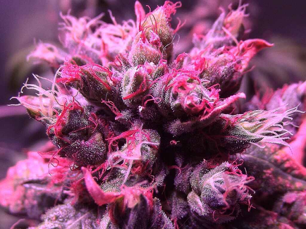 order weed here